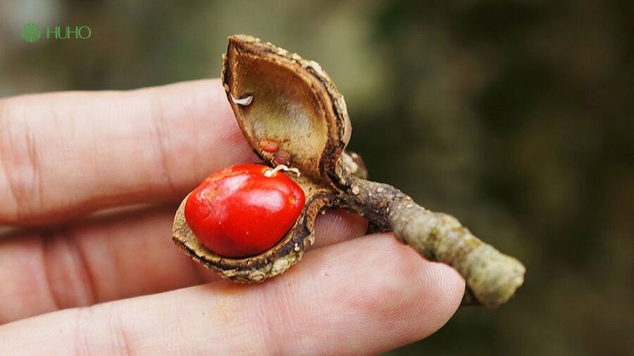 Thành phần và giá trị của hạt dổi