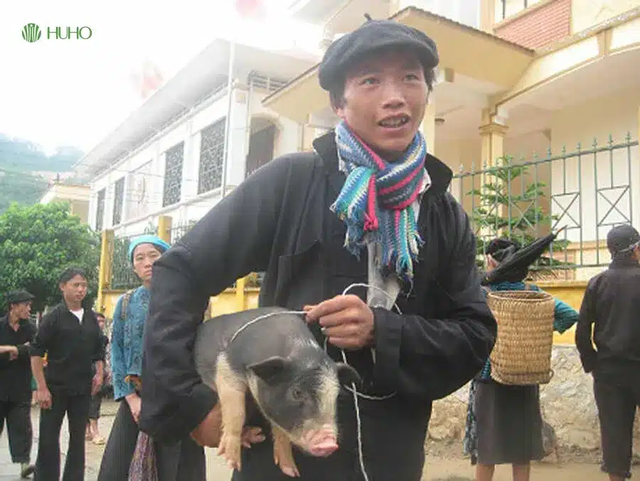 Đặc điểm của heo cắp nách